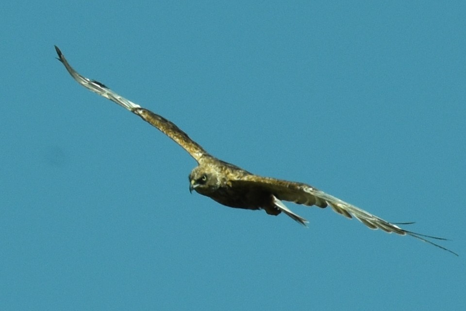 Levant Sparrowhawk - Blair Whyte