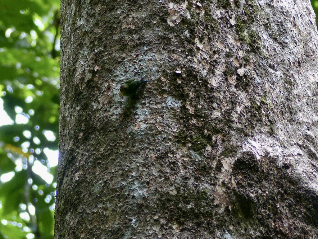 Buff-faced Pygmy-Parrot - ML624086536