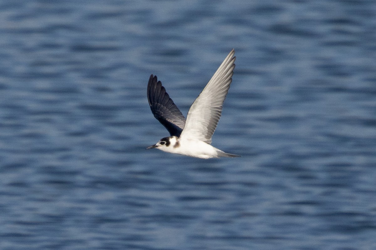 Black Tern - Oded Ovadia