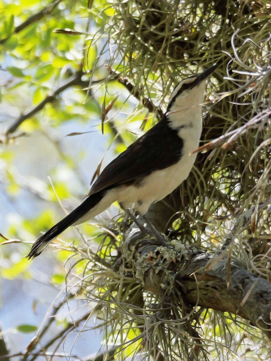 Bicolored Wren - ML624086570