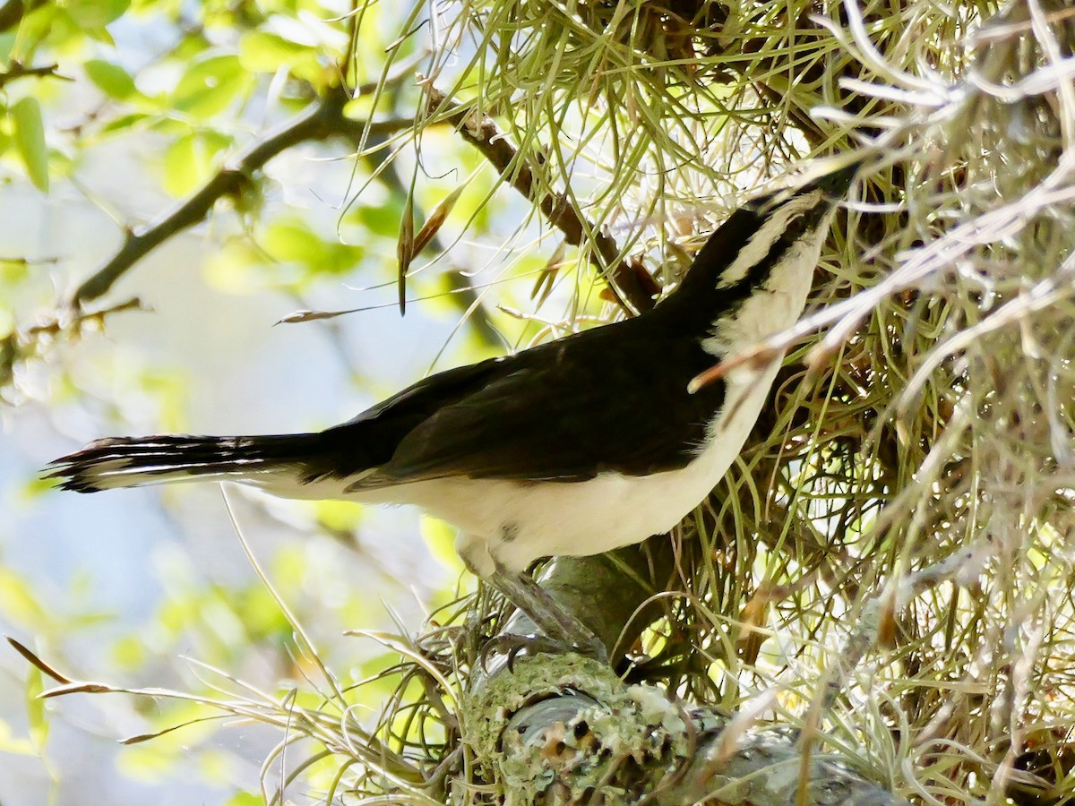 Bicolored Wren - ML624086571