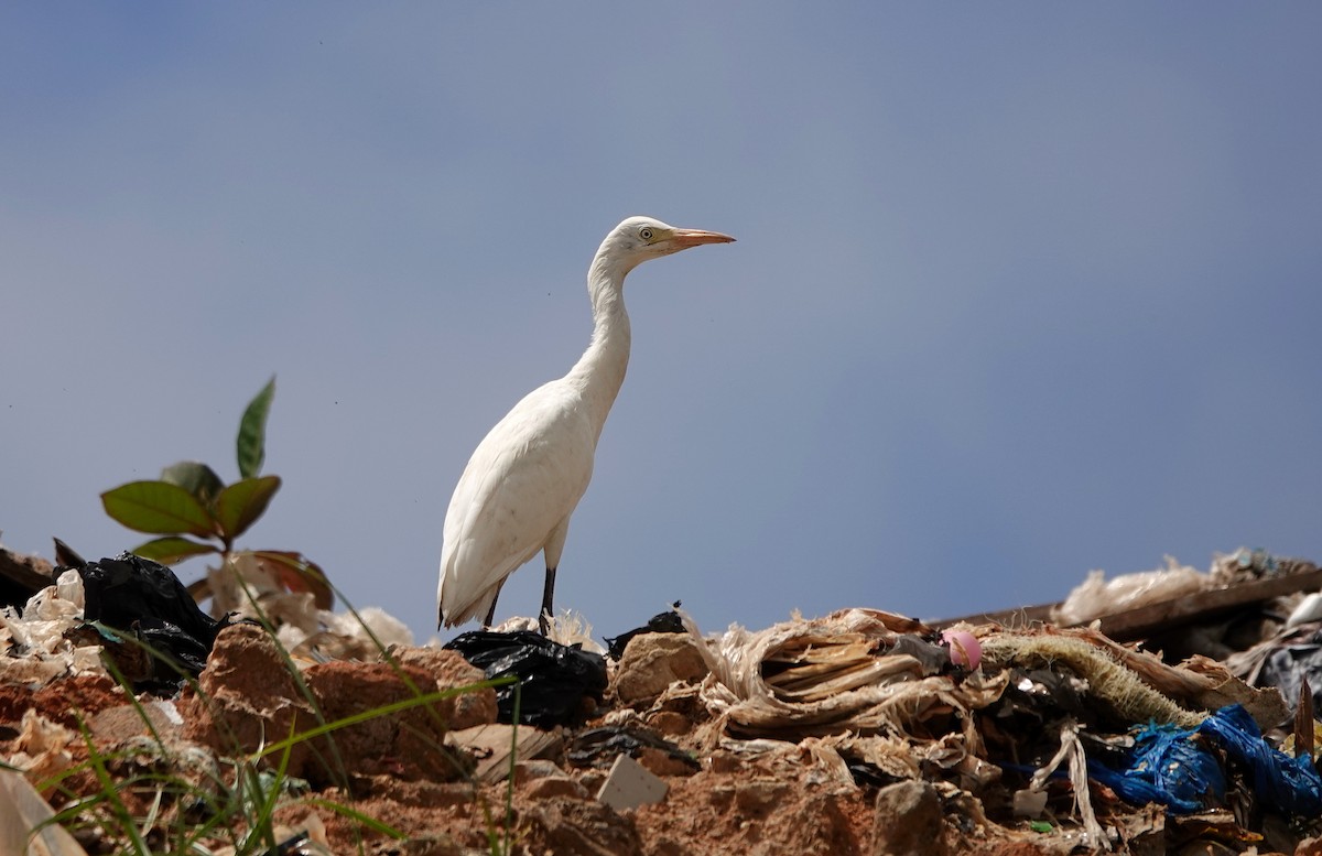 Western Cattle Egret - ML624086586