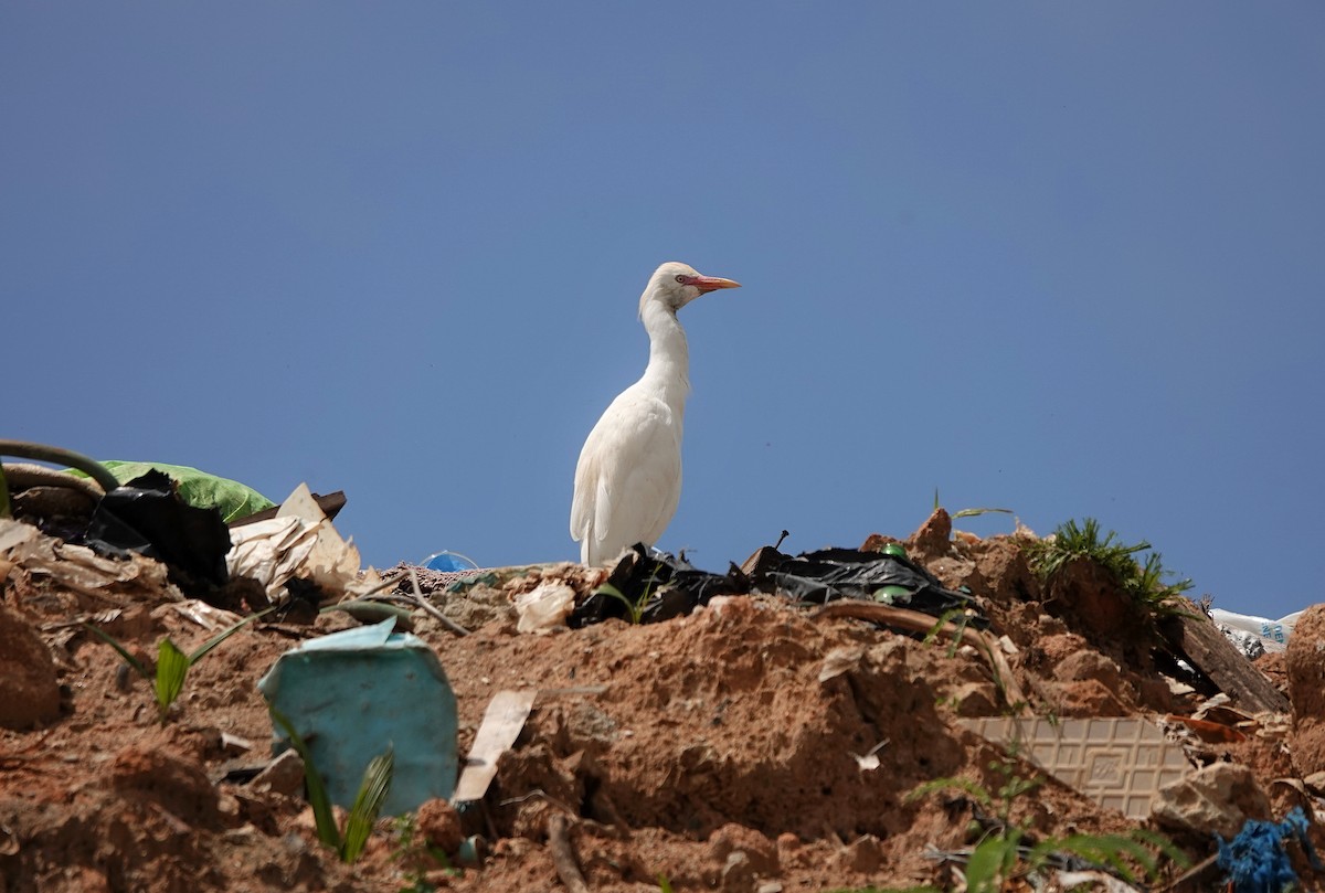 Western Cattle Egret - ML624086588