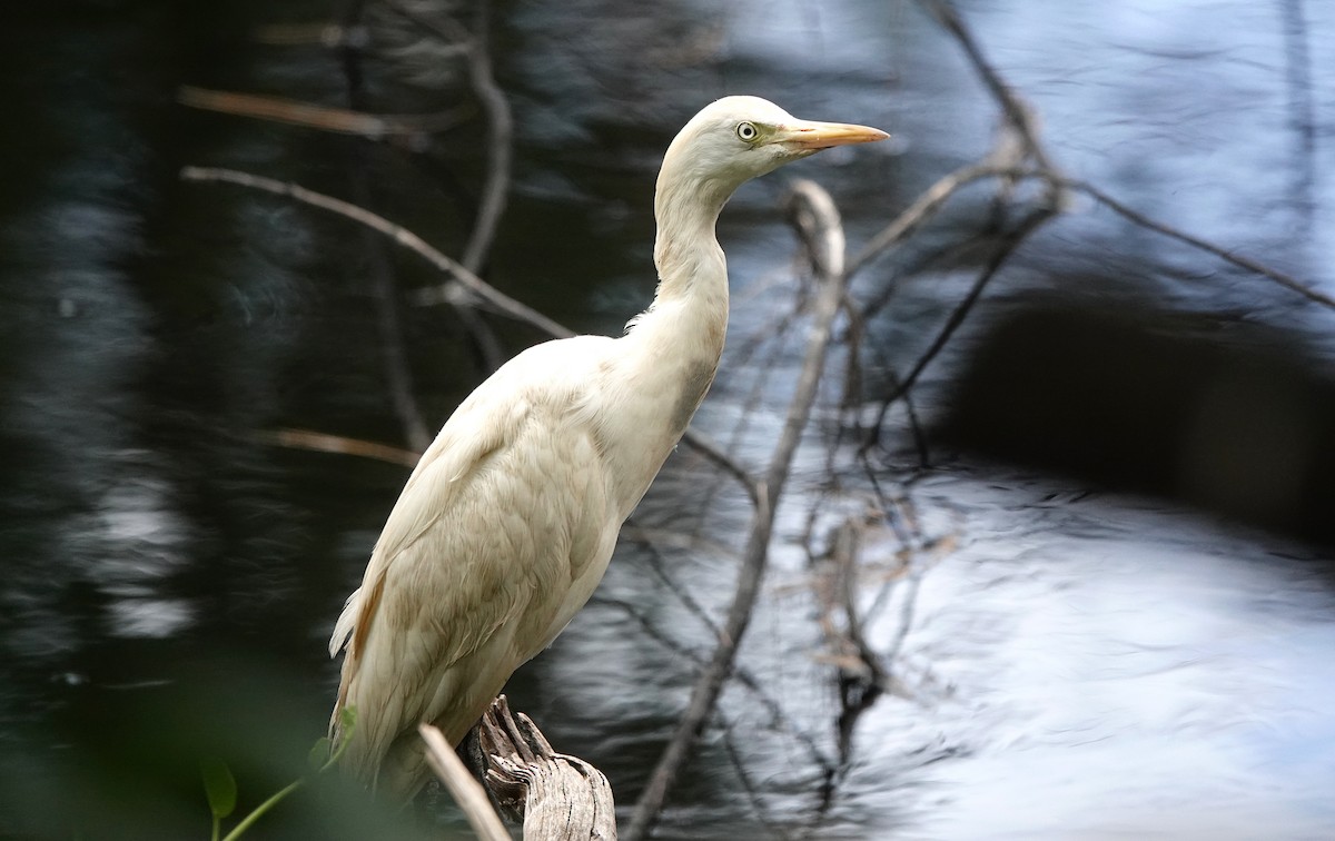 Western Cattle Egret - ML624086590