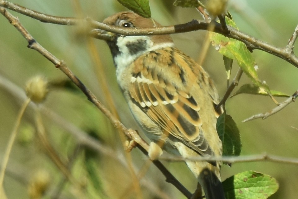 Горобець польовий - ML624086602