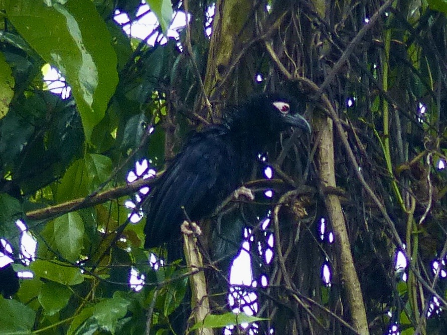 Violaceous Coucal - ML624086619