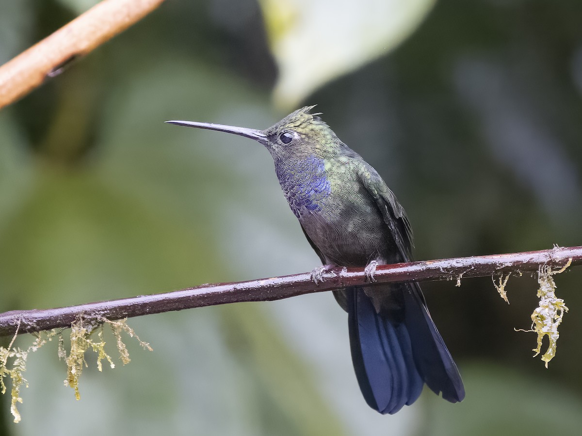 Colibrí del Napo - ML624086620