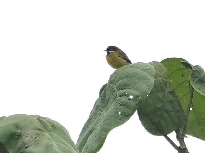 Black-throated Apalis - ML624086637