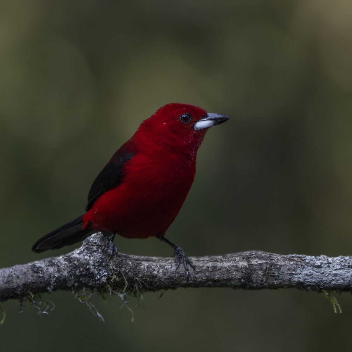 Brazilian Tanager - ML624086664