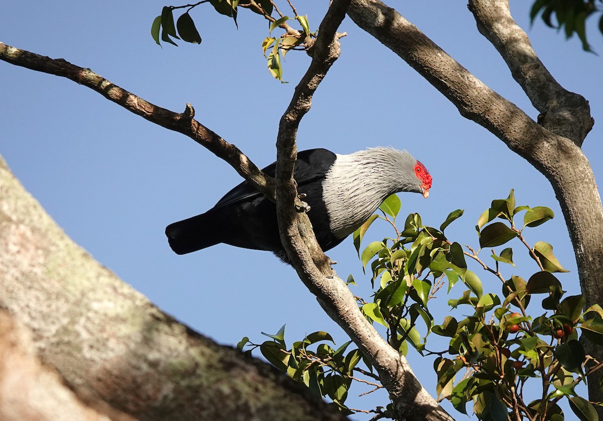 Seychelles Blue-Pigeon - ML624086702