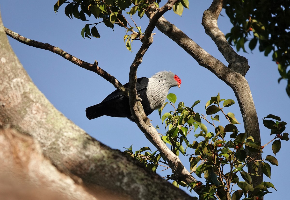 Seychelles Blue-Pigeon - ML624086704