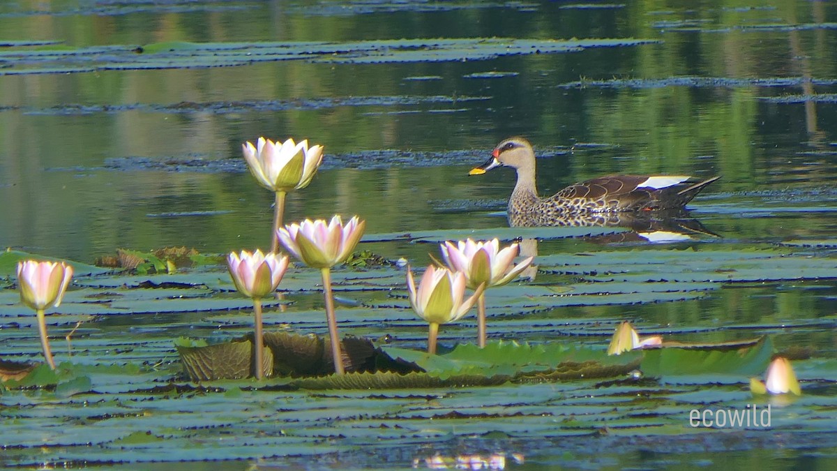 Indian Spot-billed Duck - ML624086719