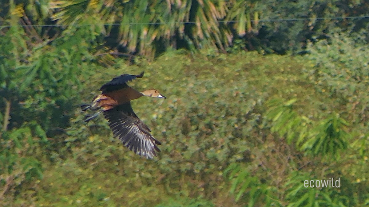 Dendrocygne siffleur - ML624086727