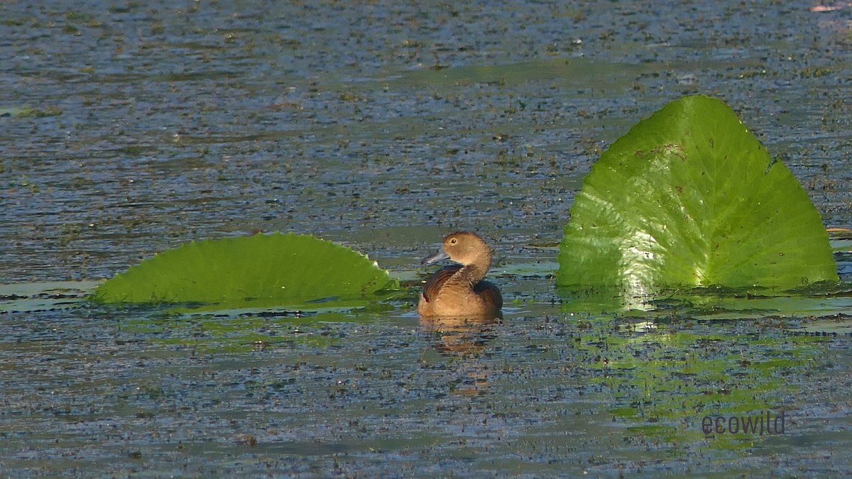 Dendrocygne siffleur - ML624086728