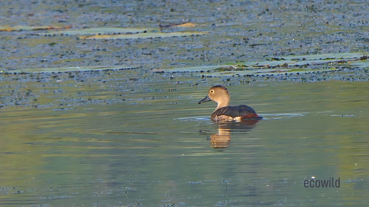 Dendrocygne siffleur - ML624086729