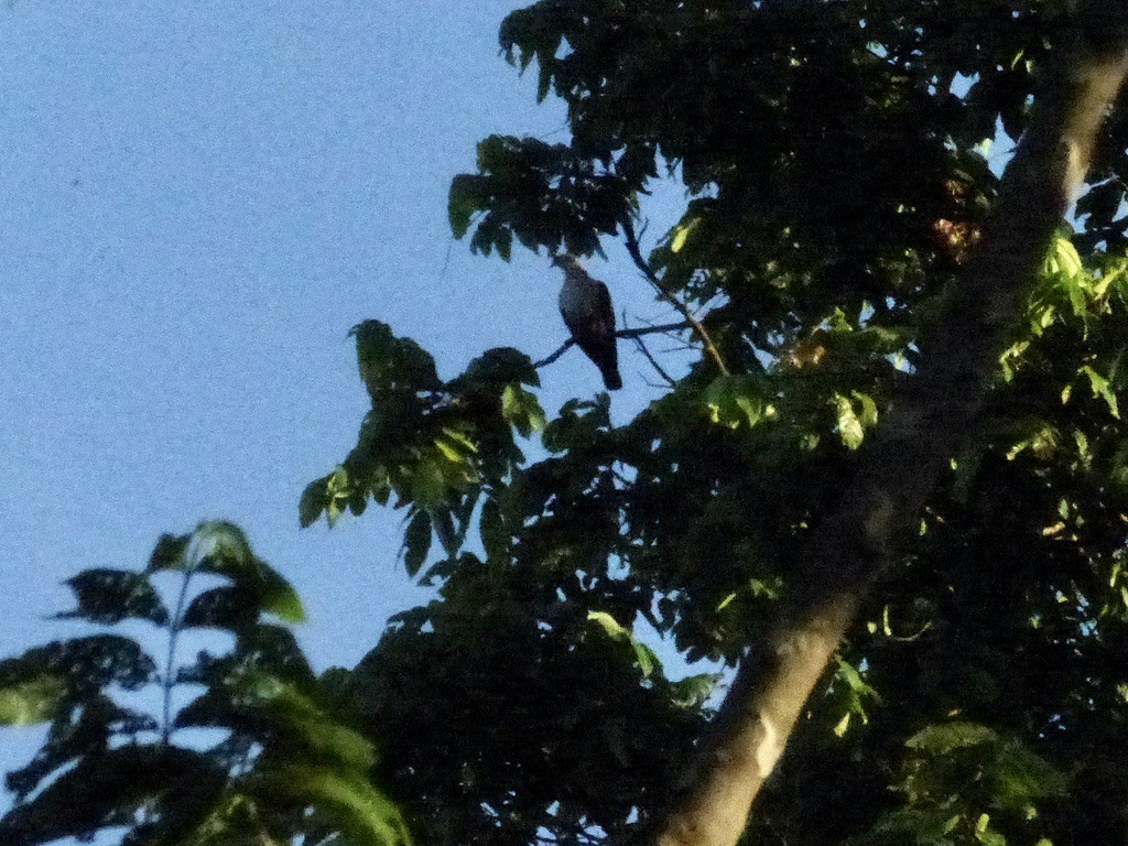 Red-knobbed Imperial-Pigeon - ML624086742