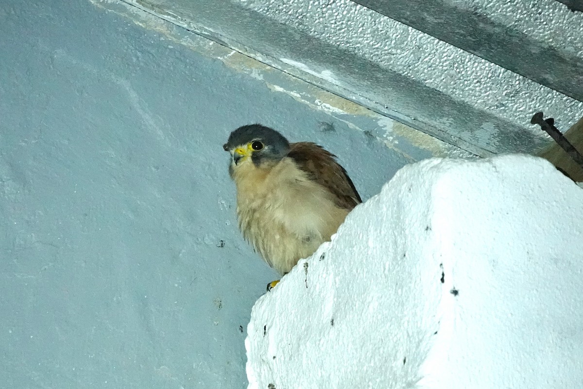 Seychelles Kestrel - Alex Jones