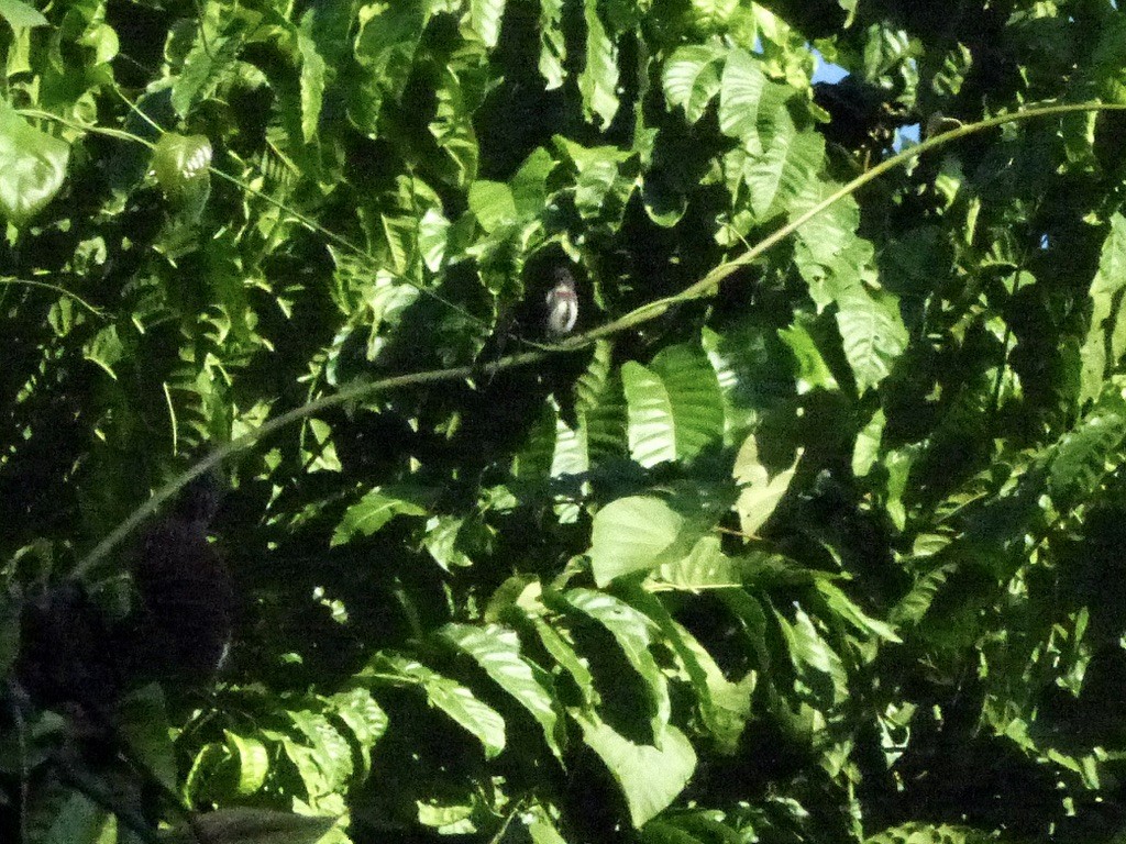 Red-banded Flowerpecker - ML624086753