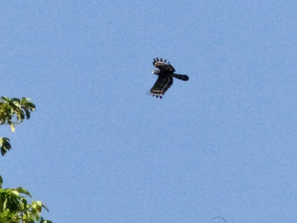 Black Honey-buzzard - ML624086769