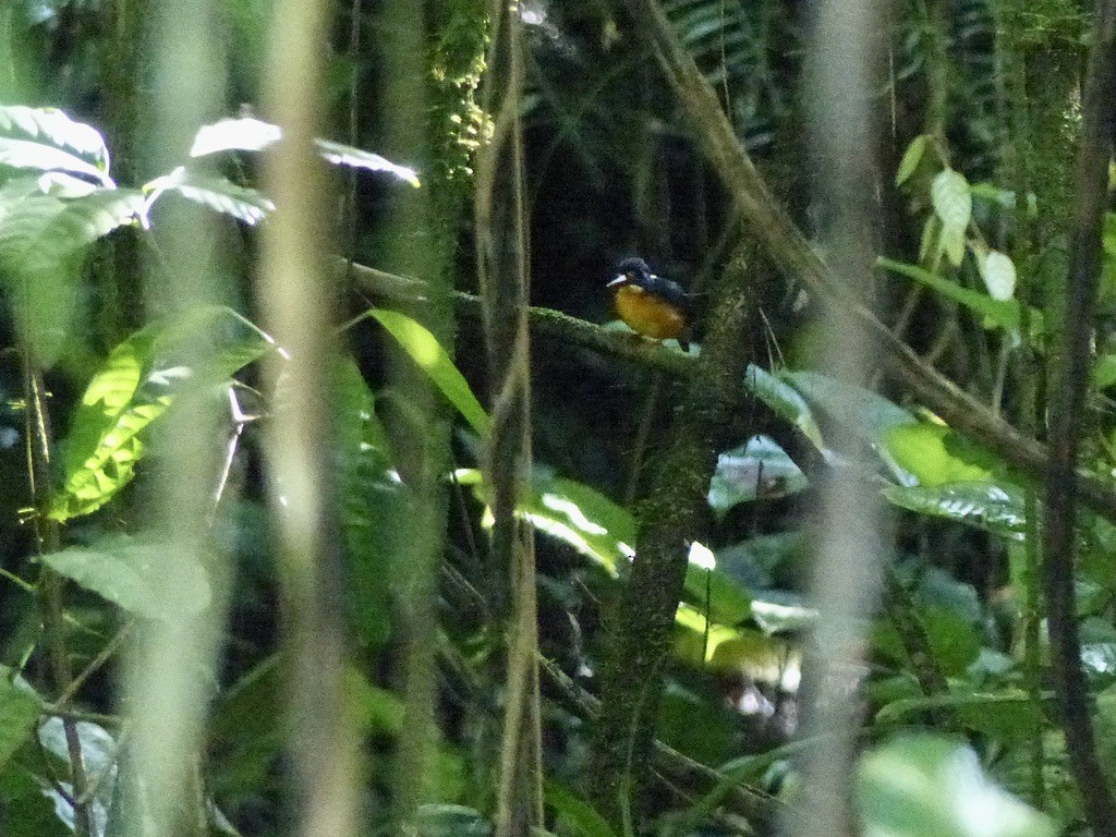 New Britain Dwarf-Kingfisher - ML624086777