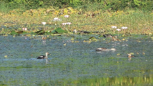 Indian Spot-billed Duck - ML624086796