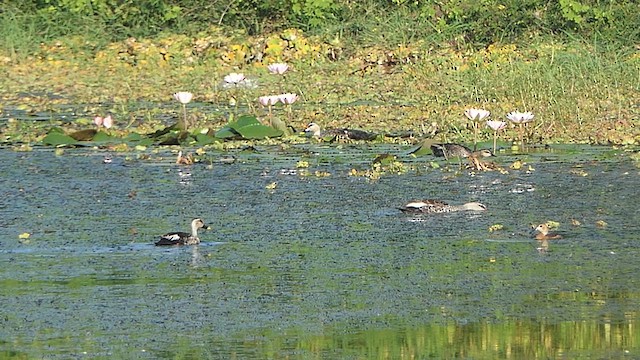 Indian Spot-billed Duck - ML624086796