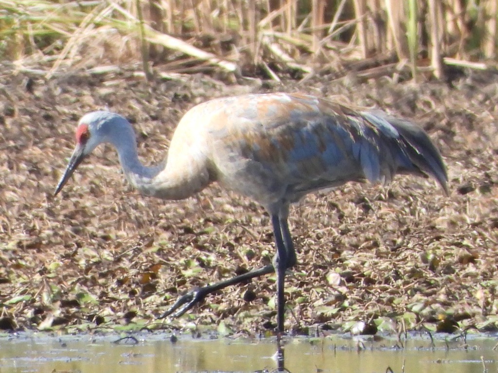 Sandhill Crane - Tammy Bradford