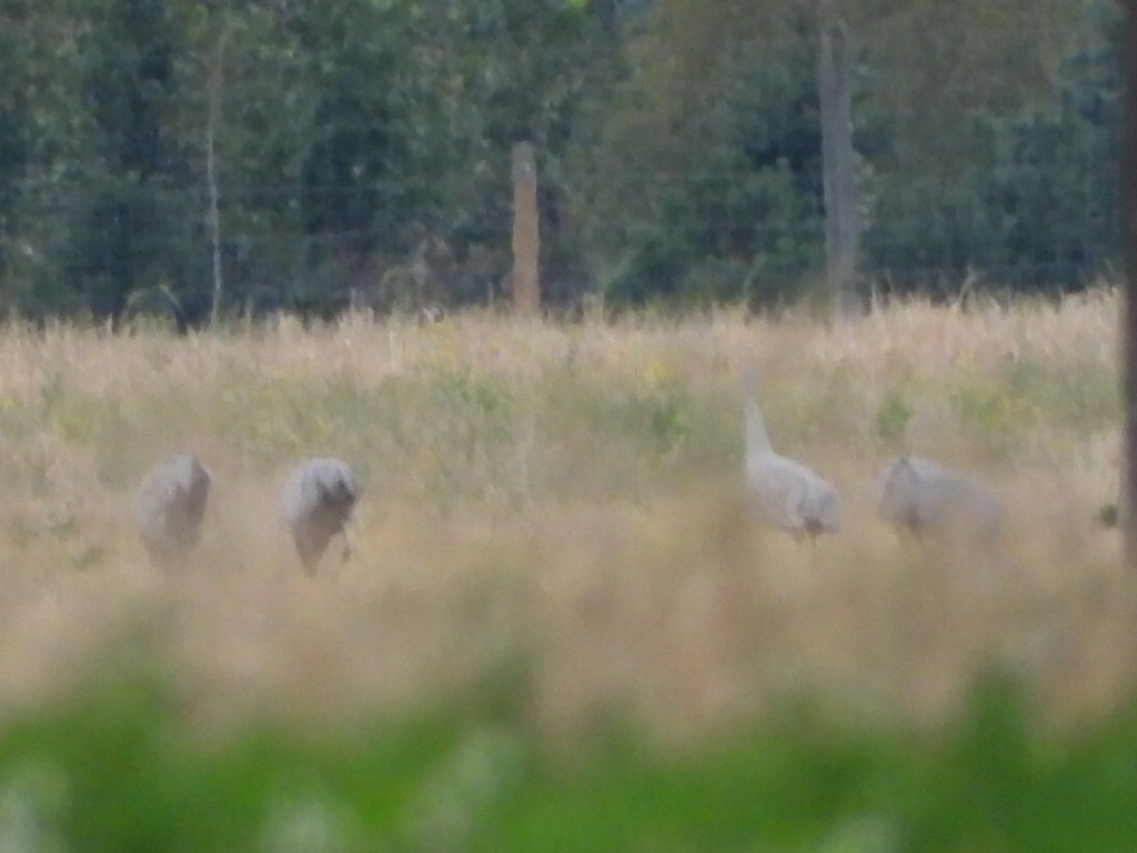 Grulla Canadiense - ML624086802