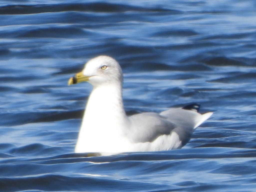 Gaviota de Delaware - ML624086810