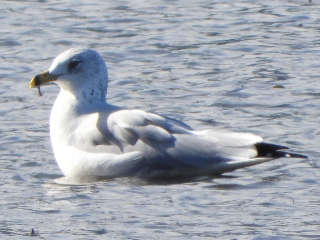 Gaviota de Delaware - ML624086811