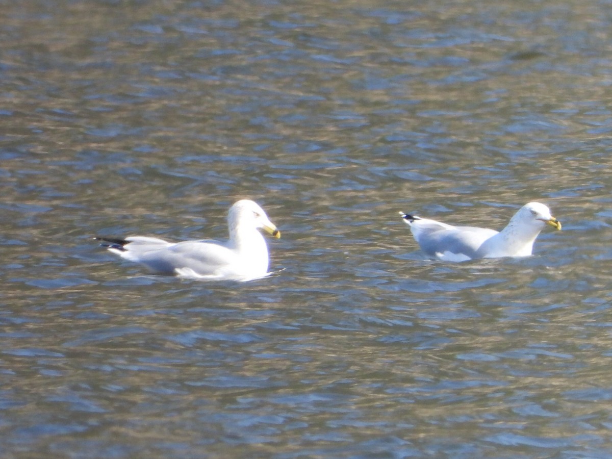 Gaviota de Delaware - ML624086812