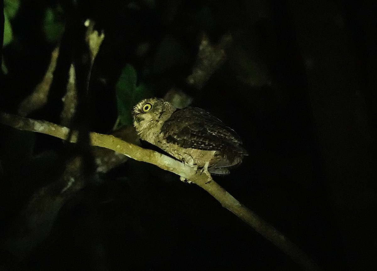 Seychelles Scops-Owl - ML624086813