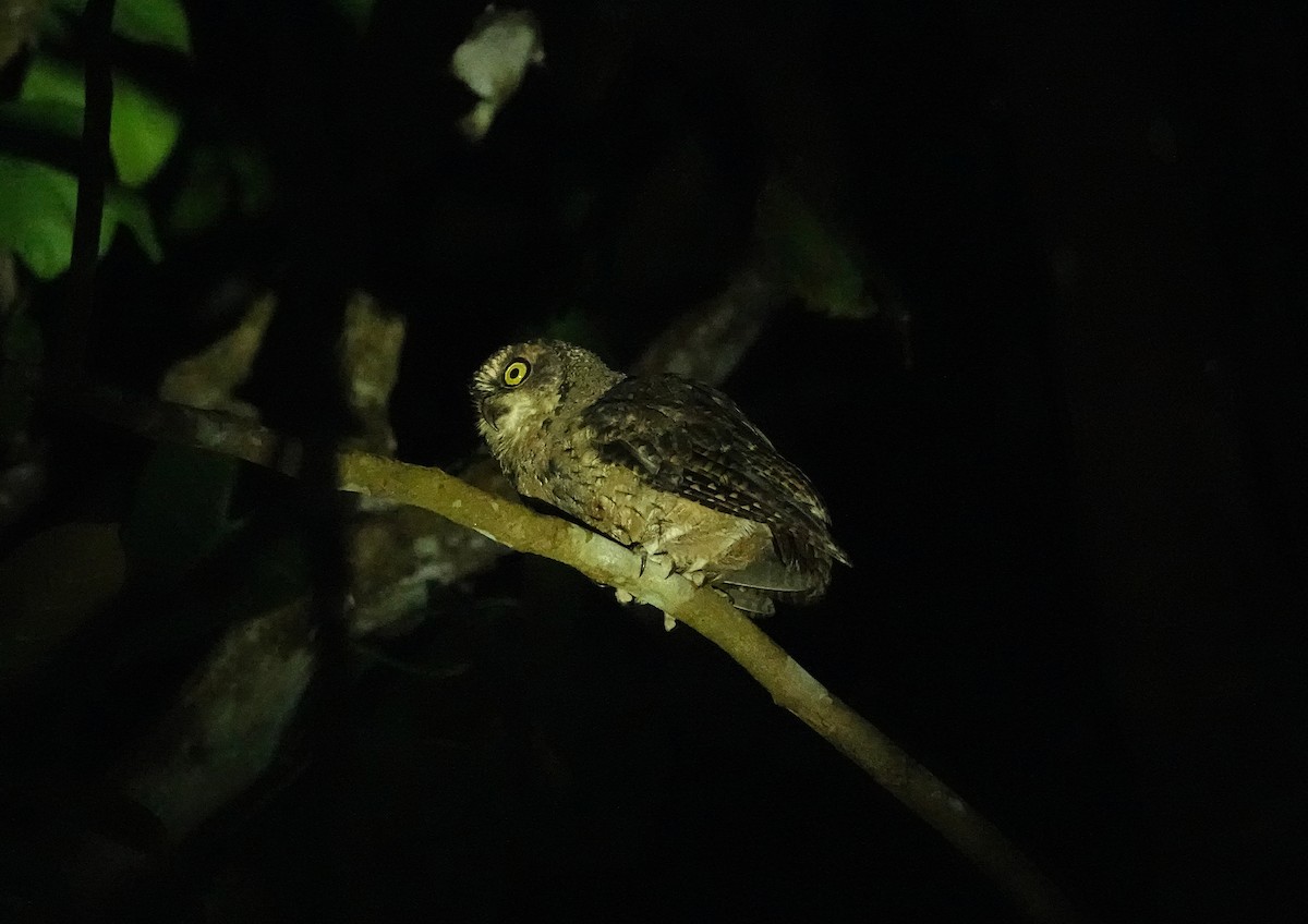 Seychelles Scops-Owl - ML624086814