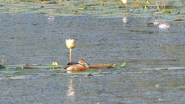 Lesser Whistling-Duck - ML624086817