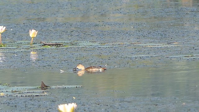 Dendrocygne siffleur - ML624086820