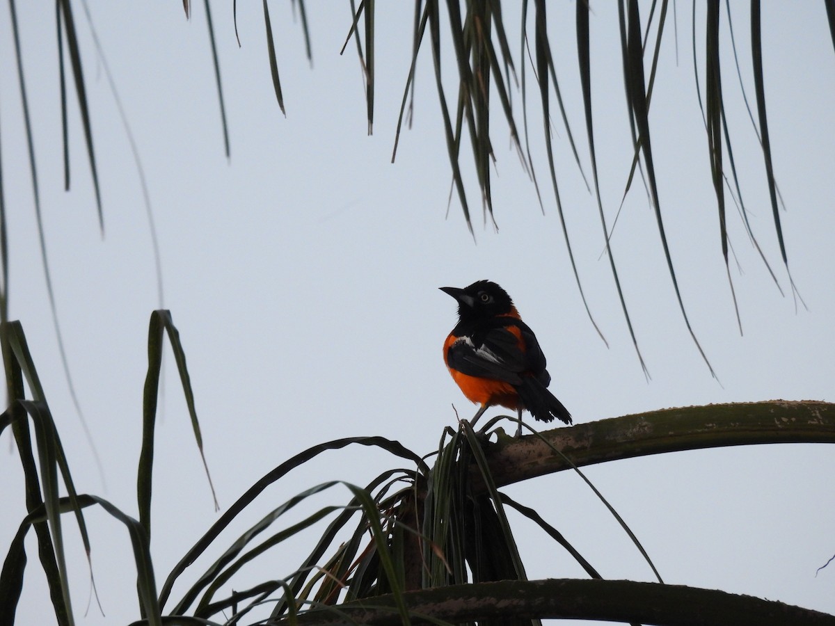 Venezuelan Troupial - ML624086839