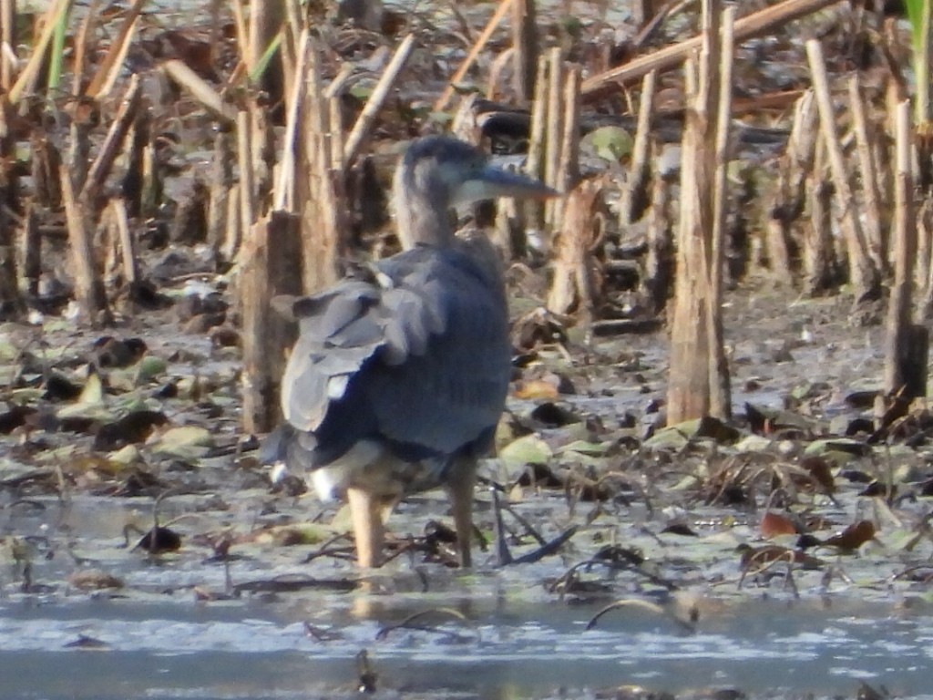 Garza Azulada - ML624086843