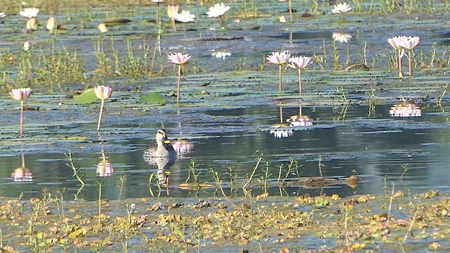 Indian Spot-billed Duck - ML624086851