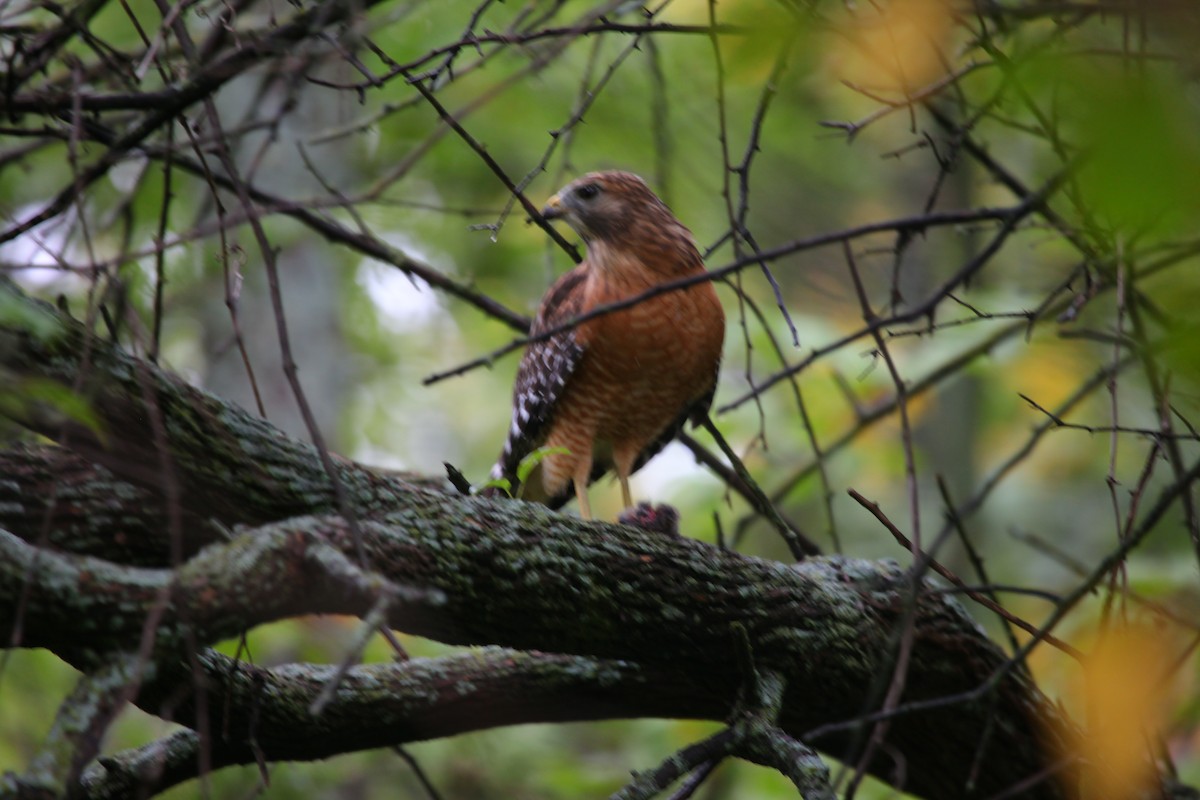 Red-shouldered Hawk - ML624086865