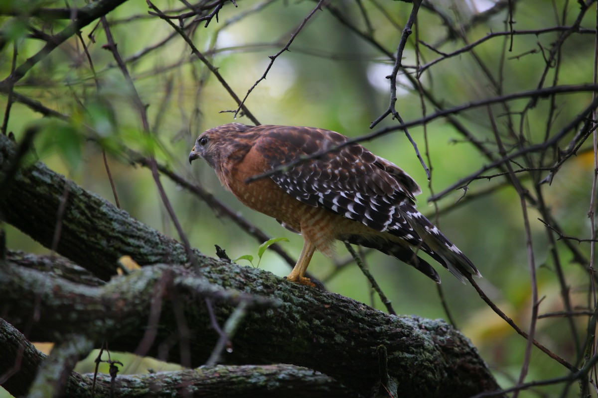 Red-shouldered Hawk - ML624086866