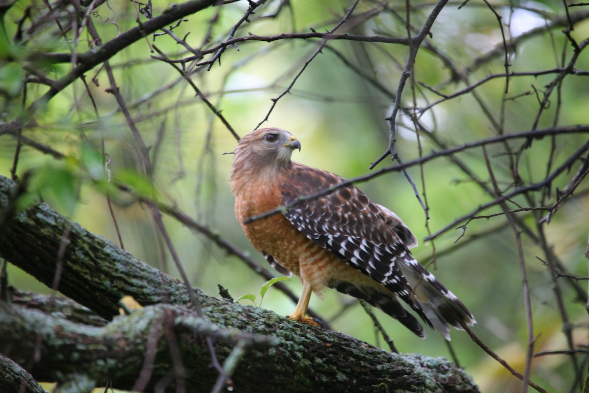 Red-shouldered Hawk - ML624086867