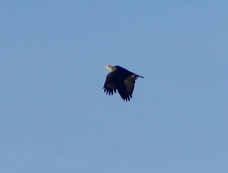 Bald Eagle - ML624086868