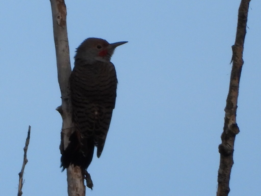 Northern Flicker - Tammy Bradford