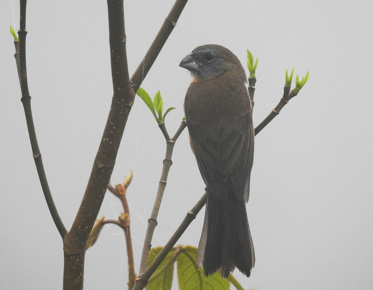 Glaucous-blue Grosbeak - ML624086871