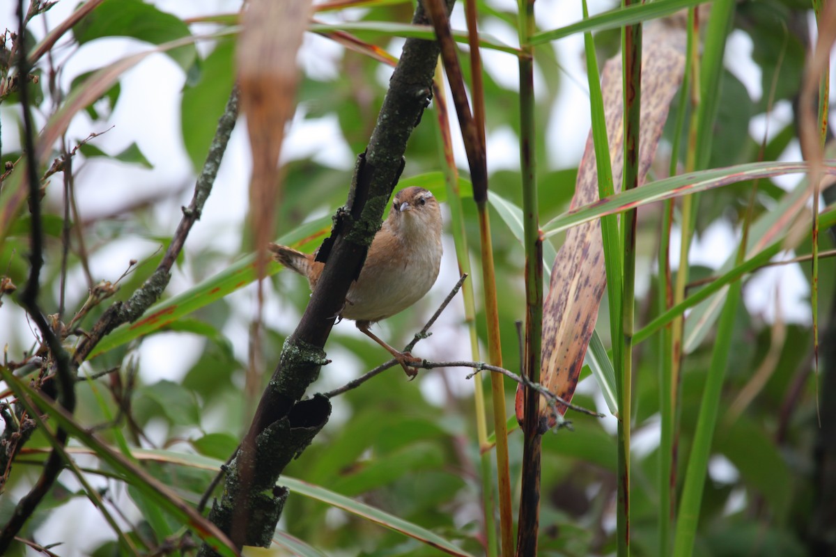 Marsh Wren - ML624086883