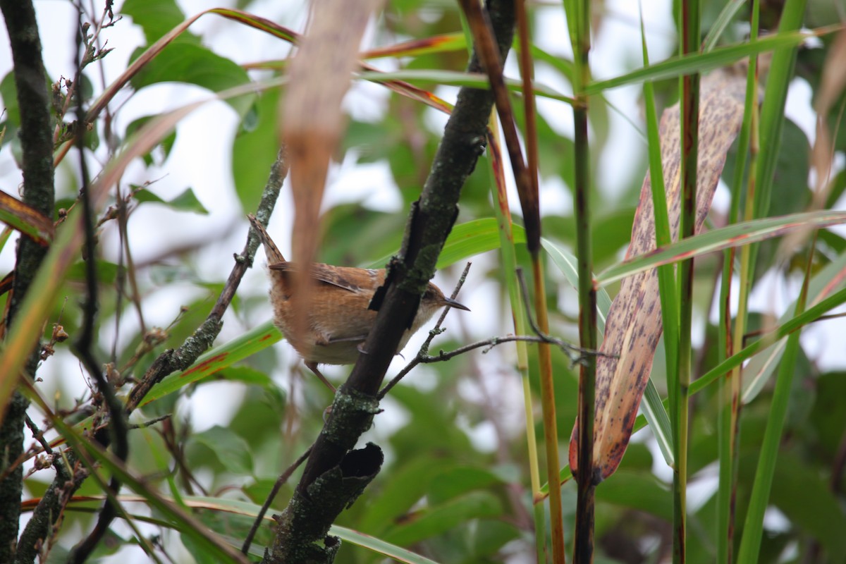 Marsh Wren - ML624086884