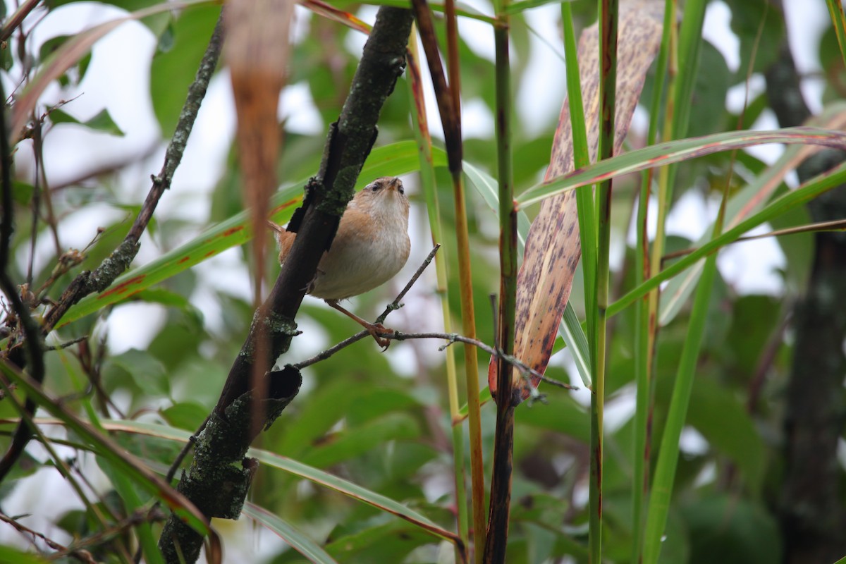 Marsh Wren - ML624086886