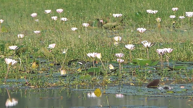 Eurasian Moorhen - ML624086898