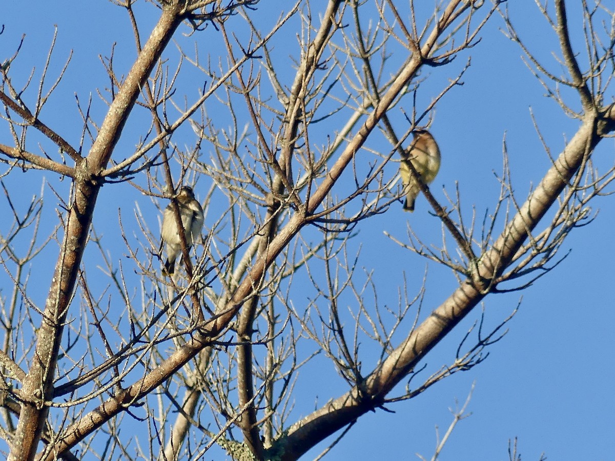 Cedar Waxwing - ML624086899