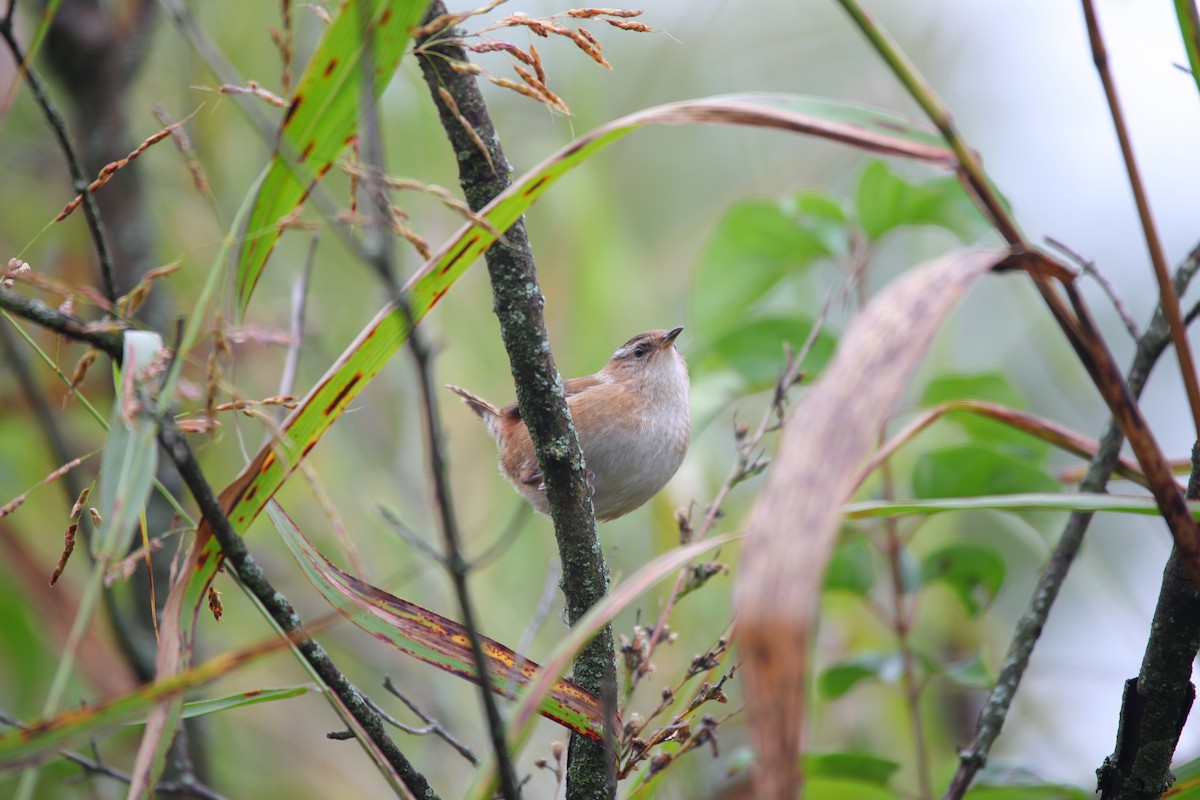 Marsh Wren - ML624086902